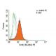 BrdU Antibody (Bu20A) - Flow Cytometry - Image 9912