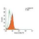 BrdU Antibody (IIB5) - Flow Cytometry - Image 9913