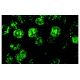 BrdU Antibody (IIB5) - Immunofluorescence - Image 10222 