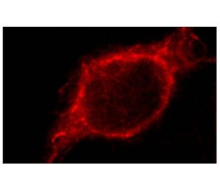 BRE Antibody (C-9) - Immunofluorescence - Image 135656 