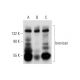 brevican Antibody (2) - Western Blotting - Image 138303 