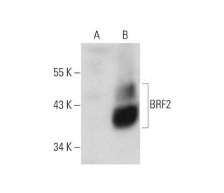BRF2 Antibody (A-12) - Western Blotting - Image 129683 