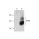 BRF2 Antibody (A-12) - Western Blotting - Image 129683 