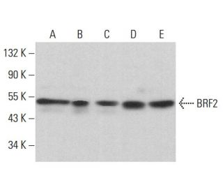 BRF2 Antibody (C-8) - Western Blotting - Image 381394 