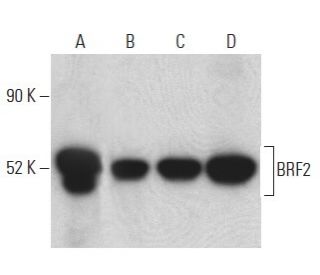 BRF2 Antibody (C-8) - Western Blotting - Image 399135 