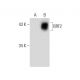 BRF2 Antibody (F-3) - Western Blotting - Image 134757
