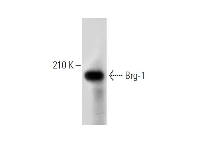 SMARCA4/Brg1 Antibody (H-10): sc-374197