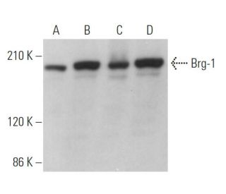 western blotting image from recommended SMARCA4/Brg1 (G-7) monoclonal antibody replacement. Image 374437