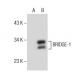 BRIDGE-1 Antibody (D-4) - Western Blotting - Image 155325
