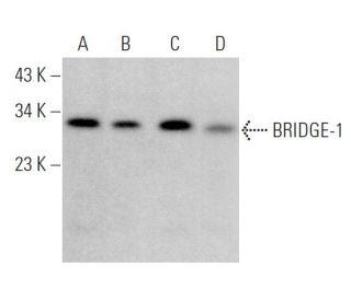 BRIDGE-1 Antibody (D-4) - Western Blotting - Image 375873 