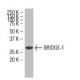 BRIDGE-1 Antibody (ZZ07) - Western Blotting - Image 34359 
