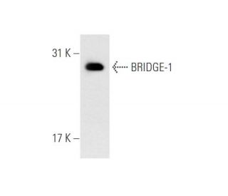 BRIDGE-1 Antibody (ZZ07) - Western Blotting - Image 58266 