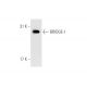 BRIDGE-1 Antibody (ZZ07) - Western Blotting - Image 58266 