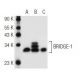 BRIDGE-1 Antibody (ZZ07) - Western Blotting - Image 62393