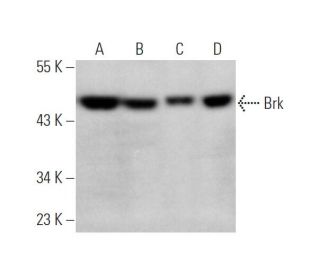 western blotting image from recommended Brk (G-6) monoclonal antibody replacement. Image 349315