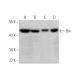 western blotting image from recommended Brk (G-6) monoclonal antibody replacement. Image 349315