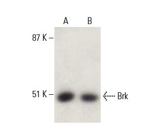 Brk Antibody (G-6) - Western Blotting - Image 397974