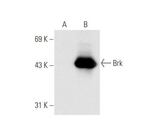 Brk (D-7): sc-137045. Western blot analysis of Brk expression in... 