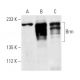 Brm Antibody (E-1) - Western Blotting - Image 1217 