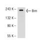 Brm Antibody (E-1) - Western Blotting - Image 52657