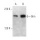 Brm Antibody (E-1) - Western Blotting - Image 356232 