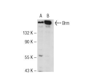 western blotting image from recommended Brm (E-6) monoclonal antibody replacement. Image 84130