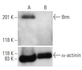 Brm siRNA (h): sc-29831. Western blot analysis of Brm expression in non-transfected control (A) and Brm siRNA transfected 