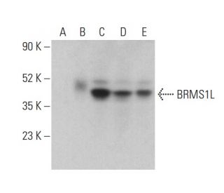 BRMS1L Antibody (E-2) - Western Blotting - Image 401040 