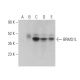 BRMS1L Antibody (E-2) - Western Blotting - Image 401040 