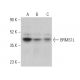 BRMS1L Antibody (E-2) - Western Blotting - Image 401041