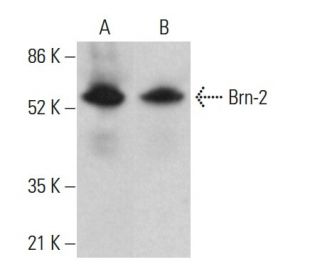 Brn-2/BRN2/POU3F2 Antibody (A-11) - Western Blotting - Image 377257 