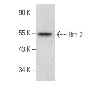 Anti-Brn-2 (POU3F2) Antibody, clone 8C4.2 clone 8C4.2, from mouse