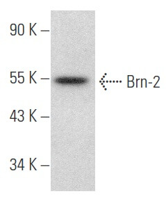 Anti-Brn-2 (POU3F2) Antibody, clone 8C4.2 clone 8C4.2, from mouse