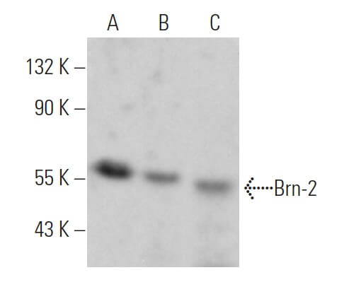Anti-Brn-2 (POU3F2) Antibody, clone 8C4.2 clone 8C4.2, from mouse