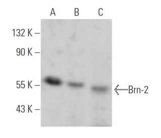 western blotting image from recommended Brn-2/BRN2/POU3F2 (B-2) monoclonal antibody replacement. Image 361585