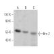 western blotting image from recommended Brn-2/BRN2/POU3F2 (B-2) monoclonal antibody replacement. Image 361585