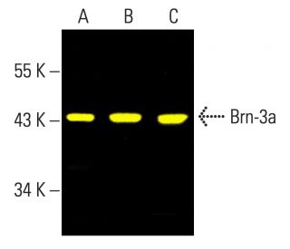 western blotting image from recommended Brn-3a/BRN3A/POU4F1 (14A6) monoclonal antibody replacement. Image 403332