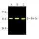 western blotting image from recommended Brn-3a/BRN3A/POU4F1 (14A6) monoclonal antibody replacement. Image 403332