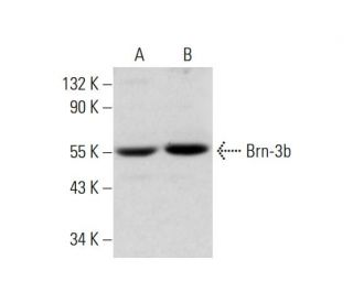 Brn-3b/BRN3B/POU4F2 Antibody (D-8) - Western Blotting - Image 320271 