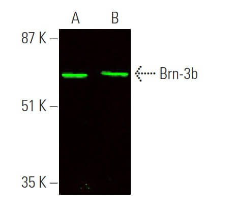 Anti-Brn-3a Antibody, POU-domain protein, clone 5A3.2