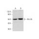 western blotting image from recommended Brn-3b/BRN3B/POU4F2 (D-8) monoclonal antibody replacement. Image 320271