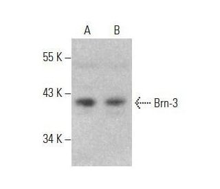 Brn-3/BRN3/POU4F Antibody (A-4) - Western Blotting - Image 354032 