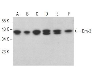 Brn-3/BRN3/POU4F Antibody (A-4) - Western Blotting - Image 376182