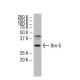 Brn-5/BRN5/POU6F1 Antibody (E-30) - Western Blotting - Image 33633