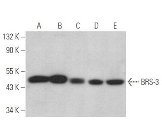 BRS-3 Antibody (B-5) - Western Blotting - Image 371904 