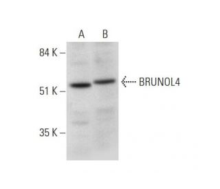 BRUNOL4 Antibody (A-4) - Western Blotting - Image 331148 