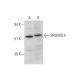 BRUNOL4 Antibody (A-4) - Western Blotting - Image 331148 