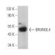 BRUNOL4 Antibody (A-4) - Western Blotting - Image 362859