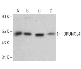 BRUNOL4 Antibody (C-4) - Western Blotting - Image 360749 