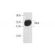 BSA Antibody (A23-A/D3) - Western Blotting - Image 57977